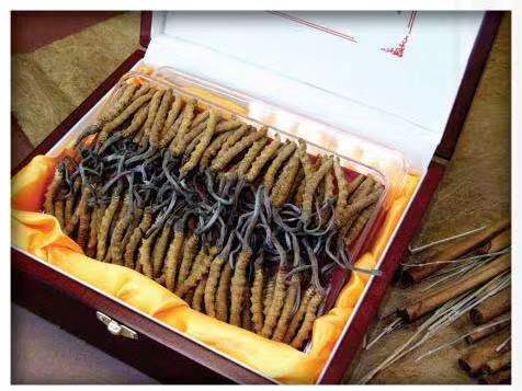 城西冬虫夏草回收